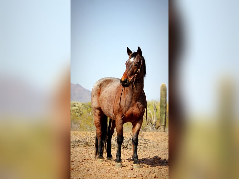 Caballo cuarto de milla Caballo castrado 12 años 147 cm in Marana, AZ