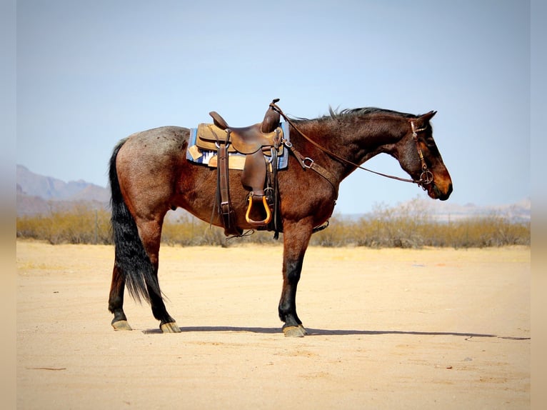 Caballo cuarto de milla Caballo castrado 12 años 147 cm in Marana, AZ