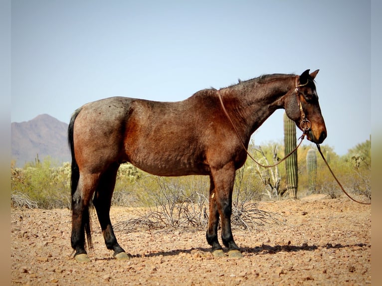 Caballo cuarto de milla Caballo castrado 12 años 147 cm in Marana, AZ