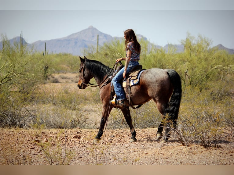 Caballo cuarto de milla Caballo castrado 12 años 147 cm in Marana, AZ