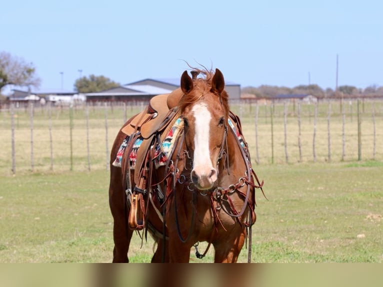 Caballo cuarto de milla Caballo castrado 12 años 150 cm Alazán-tostado in Lipan TX
