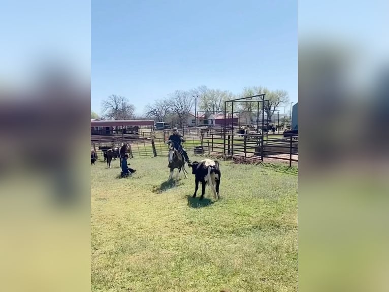 Caballo cuarto de milla Caballo castrado 12 años 150 cm Alazán-tostado in Stillwater OK