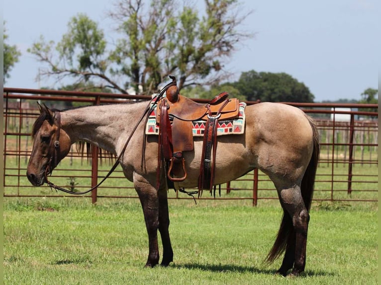 Caballo cuarto de milla Caballo castrado 12 años 150 cm Grullo in Lipan TX