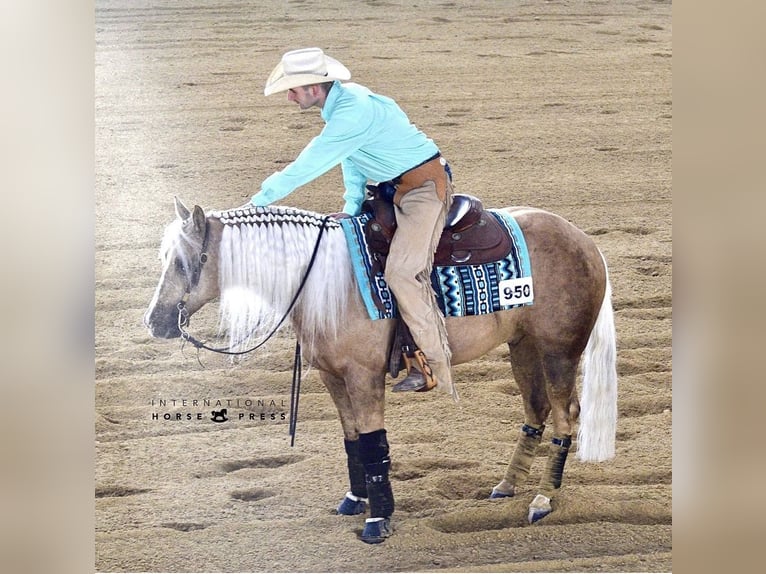 Caballo cuarto de milla Caballo castrado 12 años 150 cm Palomino in Kirchdorf