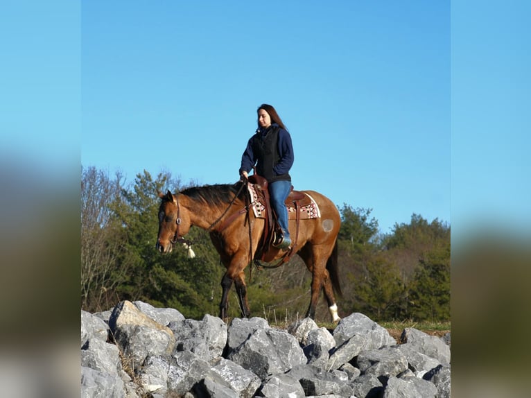 Caballo cuarto de milla Caballo castrado 12 años 150 cm Red Dun/Cervuno in Rebersburg, PA