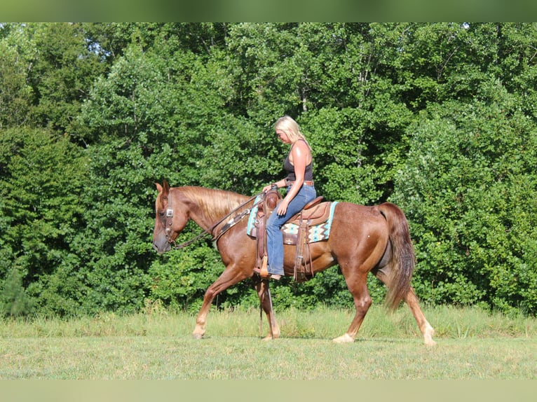 Caballo cuarto de milla Caballo castrado 12 años 150 cm Ruano alazán in Cherryville NC