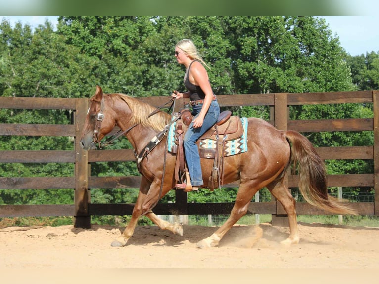 Caballo cuarto de milla Caballo castrado 12 años 150 cm Ruano alazán in Cherryville NC