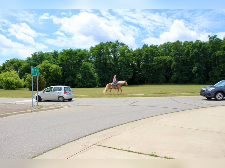 Caballo cuarto de milla Caballo castrado 12 años 152 cm Alazán rojizo in Highland MI