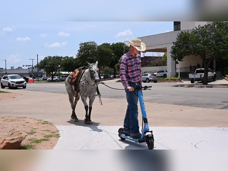 Caballo cuarto de milla Caballo castrado 12 años 152 cm Atigrado/Moteado in Waco TX