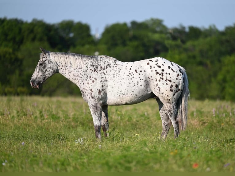 Caballo cuarto de milla Caballo castrado 12 años 152 cm Atigrado/Moteado in Waco TX