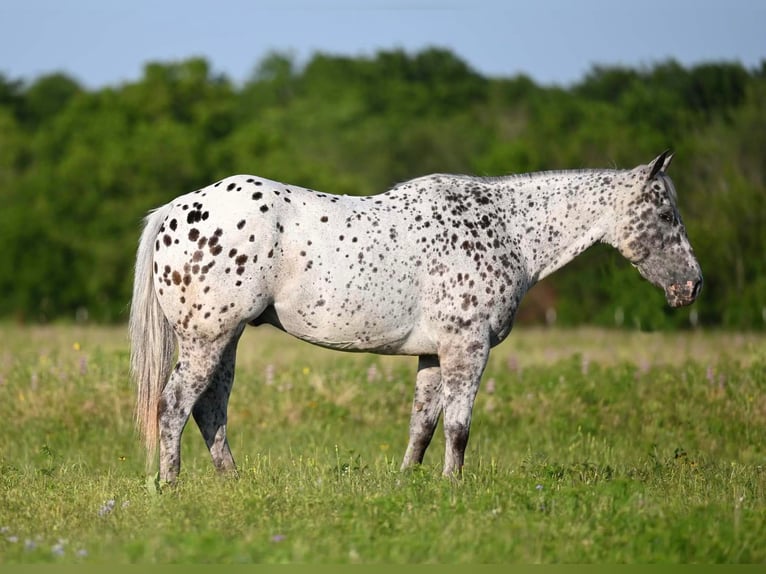 Caballo cuarto de milla Caballo castrado 12 años 152 cm Atigrado/Moteado in Waco TX