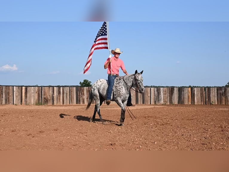 Caballo cuarto de milla Caballo castrado 12 años 152 cm Atigrado/Moteado in Waco TX