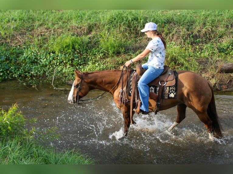 Caballo cuarto de milla Caballo castrado 12 años 152 cm Bayo in Rusk TX