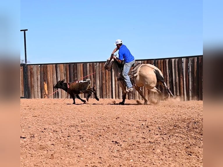 Caballo cuarto de milla Caballo castrado 12 años 152 cm Bayo in Waco TX