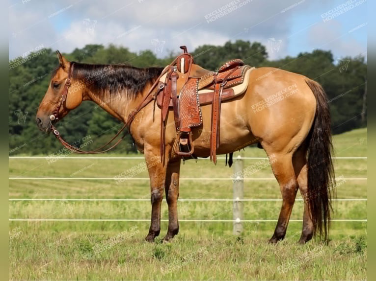 Caballo cuarto de milla Caballo castrado 12 años 152 cm Bayo in Clarion, PA