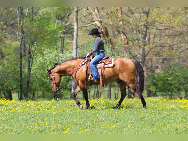 Caballo cuarto de milla Caballo castrado 12 años 152 cm Bayo in Shippenville