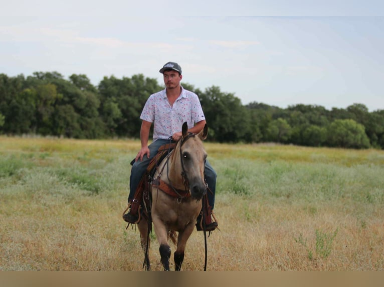 Caballo cuarto de milla Caballo castrado 12 años 152 cm Buckskin/Bayo in Lipan TX