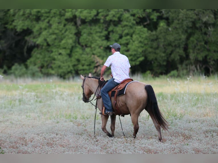 Caballo cuarto de milla Caballo castrado 12 años 152 cm Buckskin/Bayo in Lipan TX