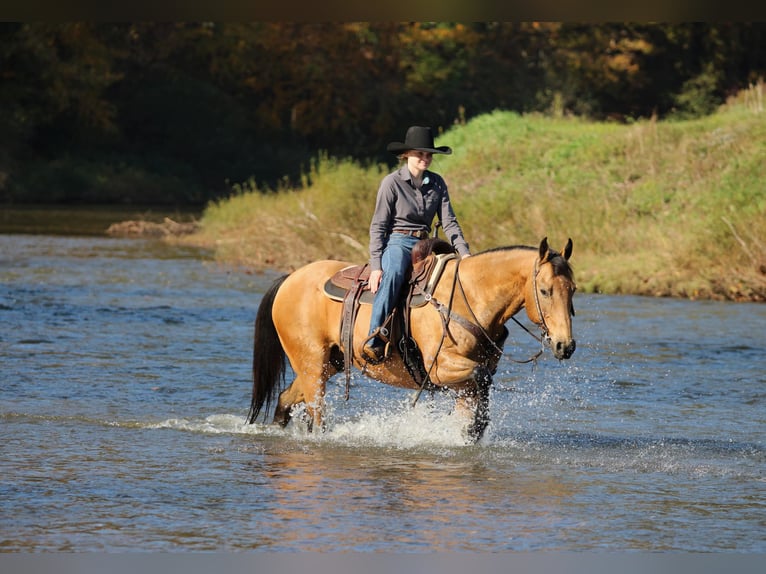 Caballo cuarto de milla Caballo castrado 12 años 152 cm Buckskin/Bayo in Clarion