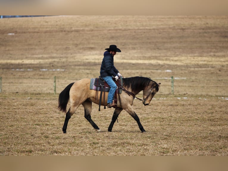 Caballo cuarto de milla Caballo castrado 12 años 152 cm Buckskin/Bayo in Clarion