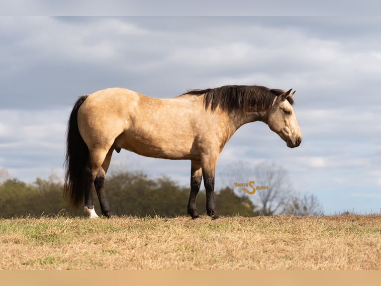 Caballo cuarto de milla Caballo castrado 12 años 152 cm Buckskin/Bayo in Bogard