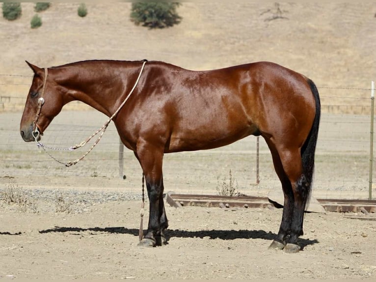 Caballo cuarto de milla Caballo castrado 12 años 152 cm Castaño rojizo in Paicines CA
