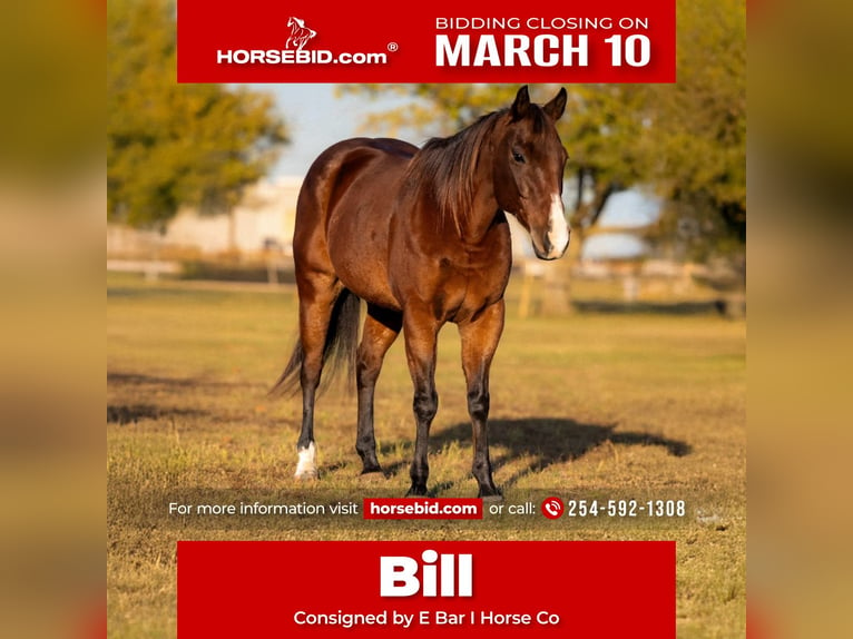 Caballo cuarto de milla Caballo castrado 12 años 152 cm Castaño rojizo in Killeen, TX