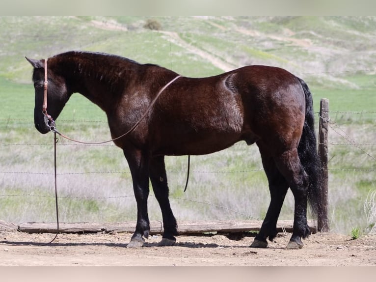 Caballo cuarto de milla Caballo castrado 12 años 152 cm Negro in Paicines CA