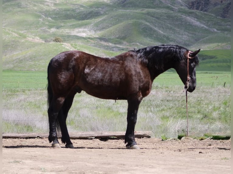 Caballo cuarto de milla Caballo castrado 12 años 152 cm Negro in Paicines CA