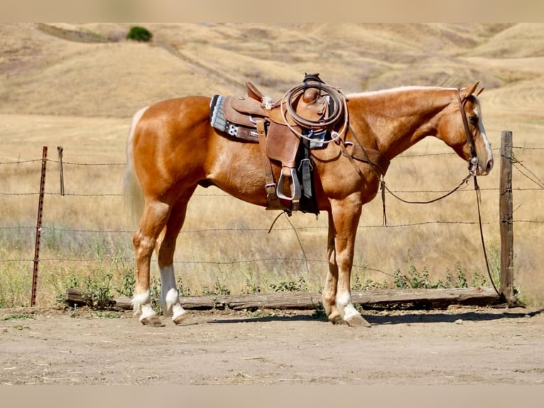 Caballo cuarto de milla Caballo castrado 12 años 152 cm Palomino in Bitterwater CA