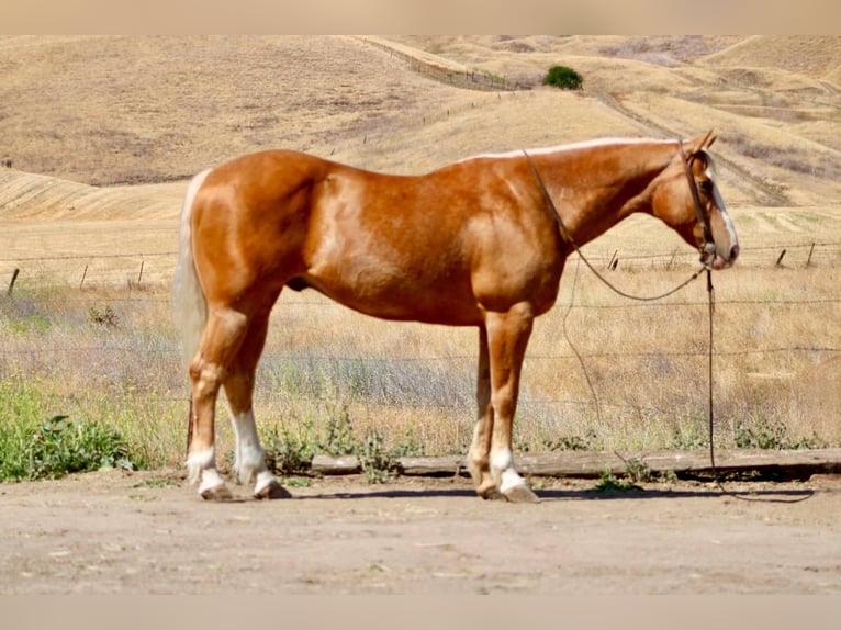 Caballo cuarto de milla Caballo castrado 12 años 152 cm Palomino in Bitterwater CA