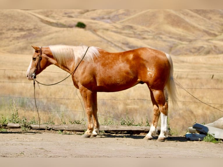 Caballo cuarto de milla Caballo castrado 12 años 152 cm Palomino in Bitterwater CA
