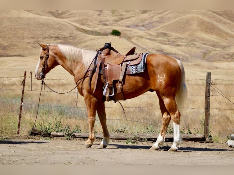 Caballo cuarto de milla Caballo castrado 12 años 152 cm Palomino in Bitterwater CA