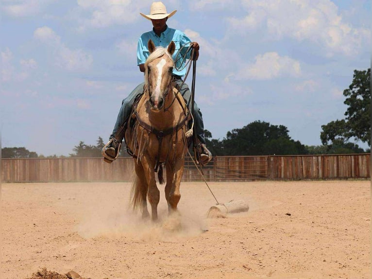 Caballo cuarto de milla Caballo castrado 12 años 152 cm Palomino in Mt Vernon TX