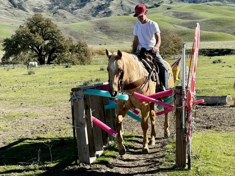 Caballo cuarto de milla Caballo castrado 12 años 152 cm Palomino in Paicines CA