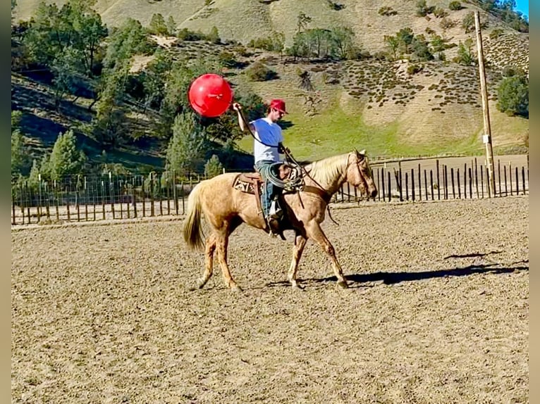 Caballo cuarto de milla Caballo castrado 12 años 152 cm Palomino in Paicines CA