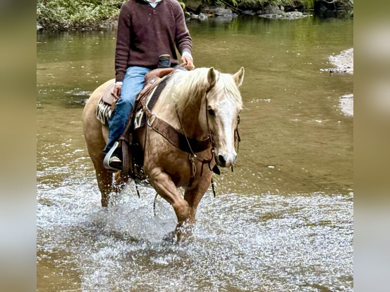 Caballo cuarto de milla Caballo castrado 12 años 152 cm Palomino in Paicines CA