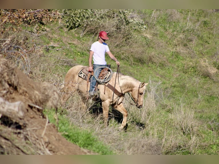 Caballo cuarto de milla Caballo castrado 12 años 152 cm Palomino in Paicines CA