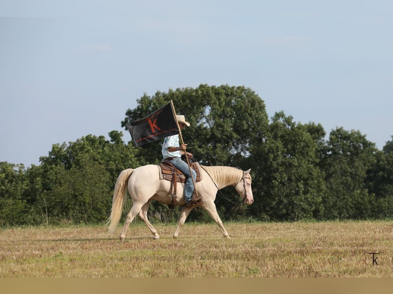 Caballo cuarto de milla Caballo castrado 12 años 152 cm Perlino in Bellevue
