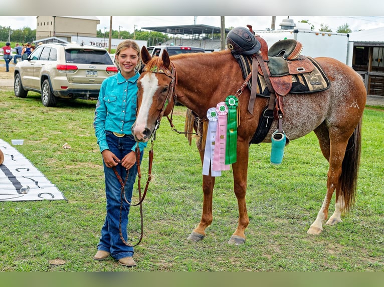 Caballo cuarto de milla Caballo castrado 12 años 152 cm Ruano alazán in Shippenville, PA