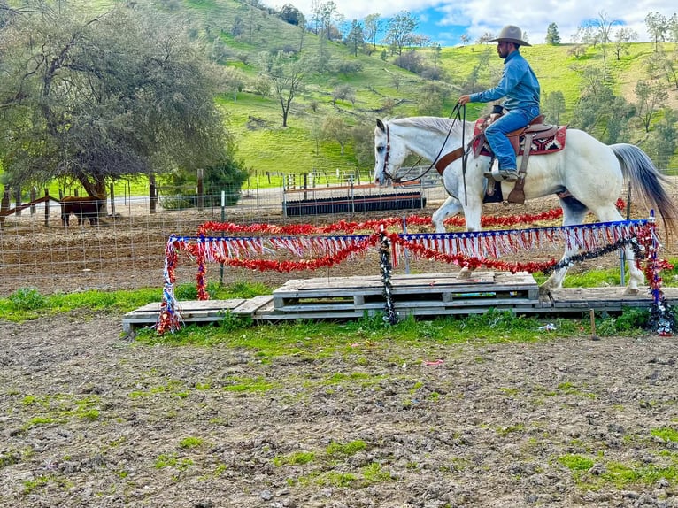 Caballo cuarto de milla Caballo castrado 12 años 152 cm Ruano alazán in Paicines CA