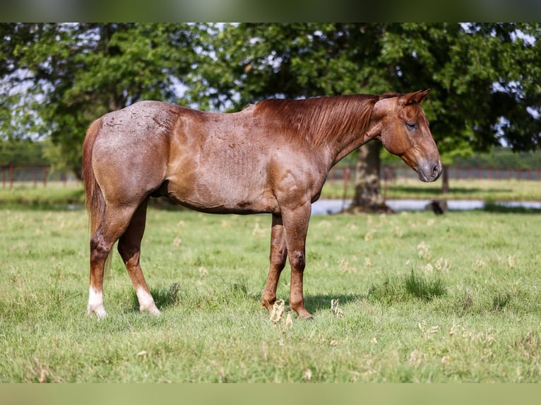 Caballo cuarto de milla Caballo castrado 12 años 152 cm Ruano alazán in Stephenville