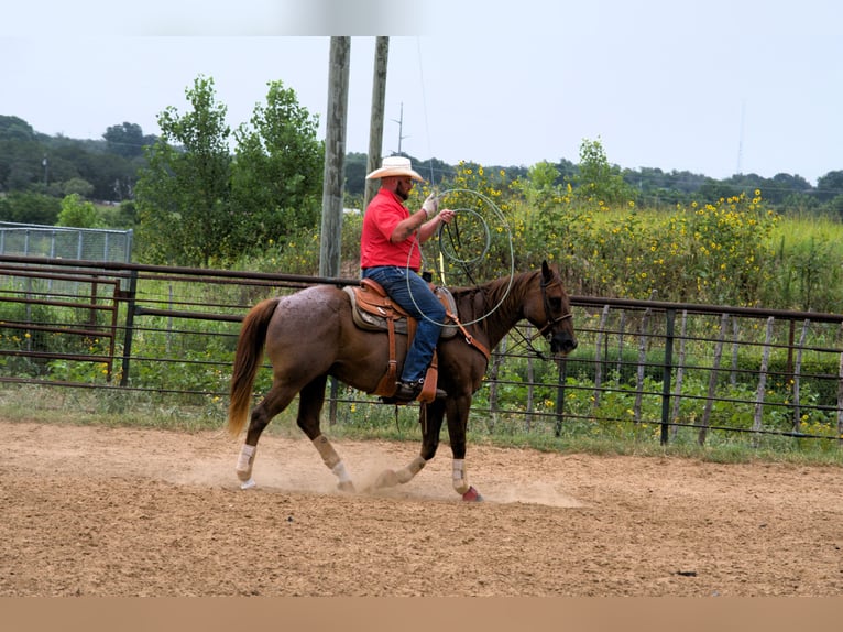 Caballo cuarto de milla Caballo castrado 12 años 152 cm Ruano alazán in Stephenville