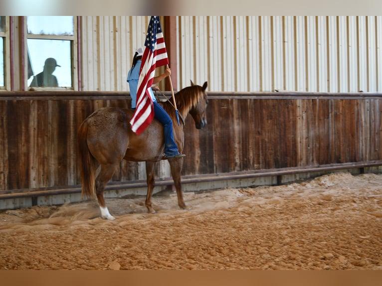 Caballo cuarto de milla Caballo castrado 12 años 152 cm Ruano alazán in Stephenville