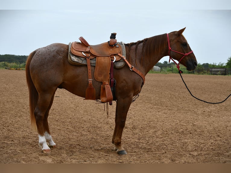 Caballo cuarto de milla Caballo castrado 12 años 152 cm Ruano alazán in Stephenville