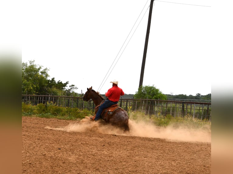Caballo cuarto de milla Caballo castrado 12 años 152 cm Ruano alazán in Stephenville
