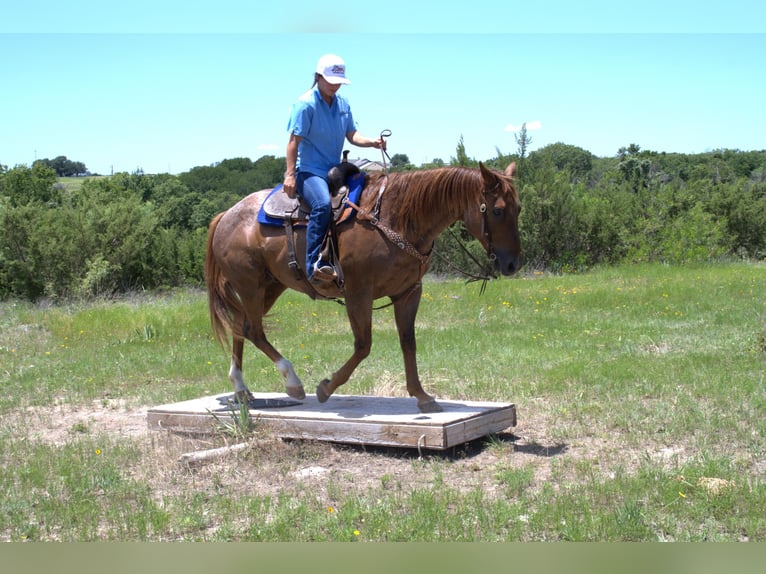 Caballo cuarto de milla Caballo castrado 12 años 152 cm Ruano alazán in Stephenville