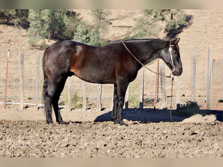 Caballo cuarto de milla Caballo castrado 12 años 152 cm Ruano azulado in Paicines CA