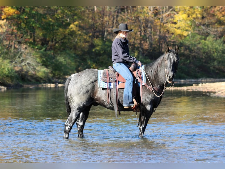 Caballo cuarto de milla Caballo castrado 12 años 152 cm Ruano azulado in Clarion Caballo cuarto de milla Caballo castrado 12 años 152 cm Ruano azulado in Clarion