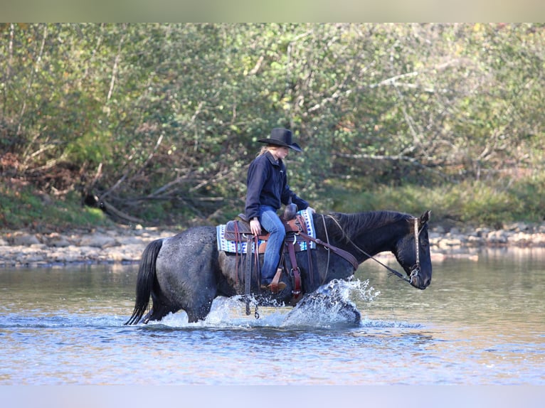 Caballo cuarto de milla Caballo castrado 12 años 152 cm Ruano azulado in Clarion Caballo cuarto de milla Caballo castrado 12 años 152 cm Ruano azulado in Clarion